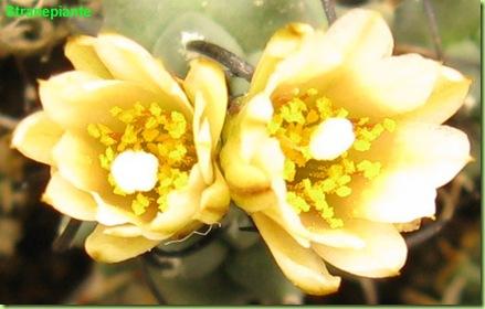 Turbinicarpus schmiedickeanus ssp. klinkerianus in fiore a gennaio semina