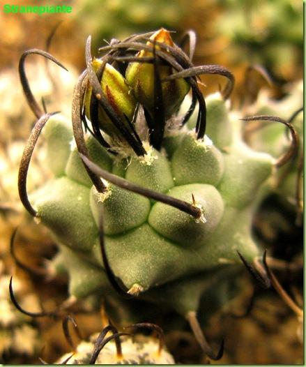 Turbinicarpus schmiedickeanus ssp. klinkerianus boccioli