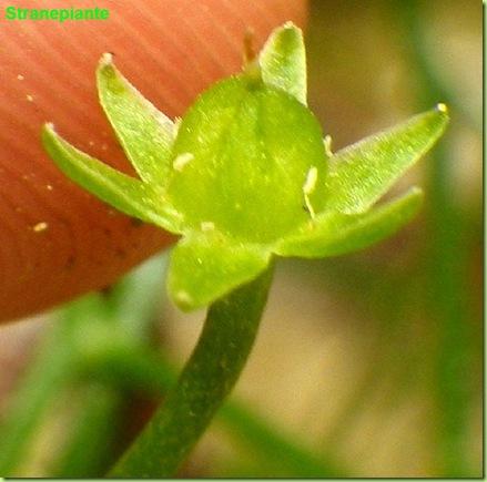 Bowiea volubilis fiore