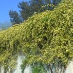 banksia rampicante gialla