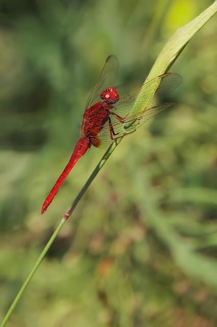 Libellula