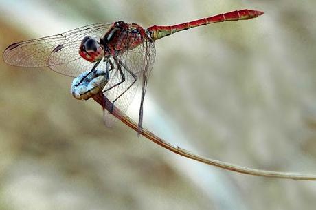 Libellula