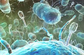 Distruggere i batteri con fagi che possiedono sistema immunitario contro i batteri