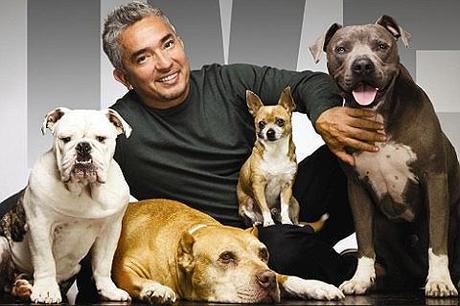 L’Italia condanna i metodi coercitivi di Cesar Millan e boicotta il suo show televisivo