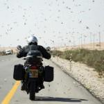 Israele sotto attacco delle cavallette Israele sotto attacco delle cavallette