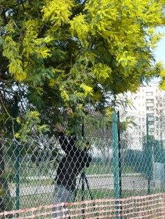 parco TTT-Alessandrino mimose