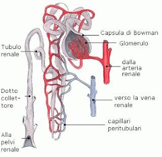 INSUFFICIENZA RENALE NEL GATTO :IL LAVAGGIO RENALE