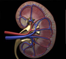 INSUFFICIENZA RENALE NEL GATTO :IL LAVAGGIO RENALE INSUFFICIENZA RENALE NEL GATTO :IL LAVAGGIO RENALE