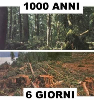 Deforestazione: Greenpeace e l’editoria italiana – parte II