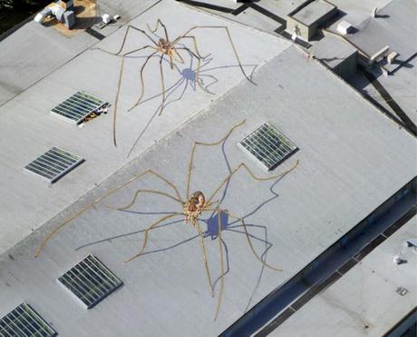 Spiders On a Roof