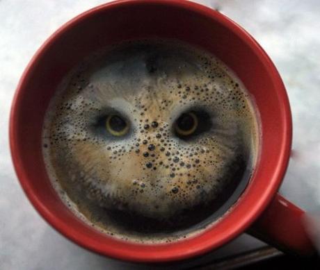 Theres an Owl in My Coffee!