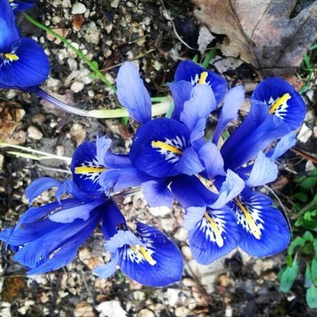 Spring is in the air. blue