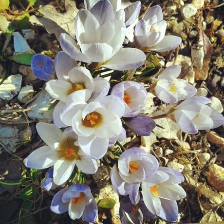 Spring is in the air. crochi