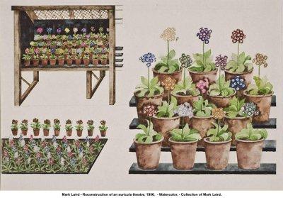 Primula auricula