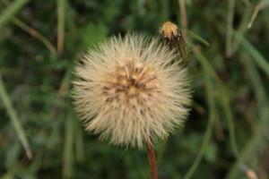 Buttrio, alla ricerca delle erbe spontanee IMG_1097