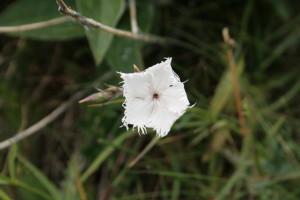 Buttrio, alla ricerca delle erbe spontanee IMG_1096