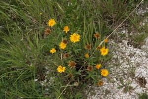 Buttrio, alla ricerca delle erbe spontanee IMG_1111