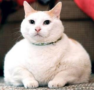 Prince Chunk (1998-2010)