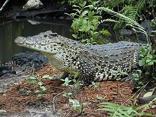 IL COCCOBRILLO A CUBA IL COCCOBRILLO A CUBA