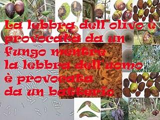 La lebbra dell’olivo è provocata da un fungo invece la lebbra dell’uomo è provocata da un batterio