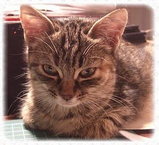 Dolci carezze: Armony Dolci carezze: Armony