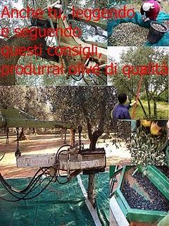 Seguendo questi consigli produrrai olive di qualità.