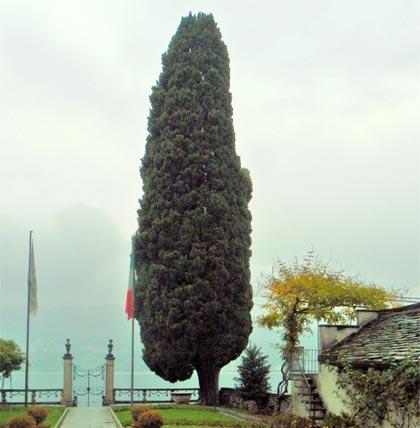 Alberi monumentali, il cipresso di Orta San Giulio (NO)