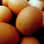 ERICA ci aiuta a non rompere le uova nel paniere (by DeaByDAy)