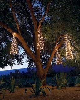 copia l'idea _ stelle luminose in giardino copia l'idea _ stelle luminose in giardino