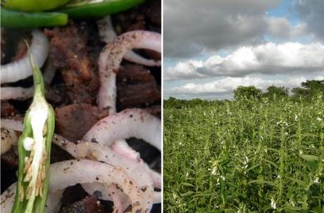 The Mudhouse - spice up your life! The Mudhouse: quality, machang!