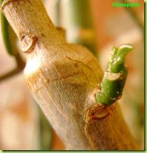 Synadenium germoglio