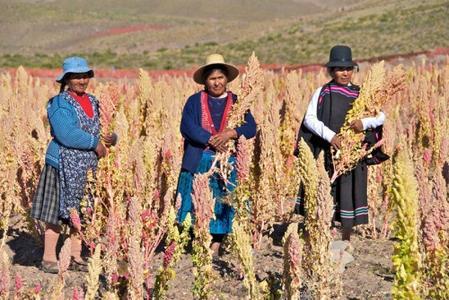 Il  2013 è l'anno della  quinoa:l'oro degli Inca