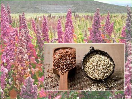 Il  2013 è l'anno della  quinoa:l'oro degli Inca