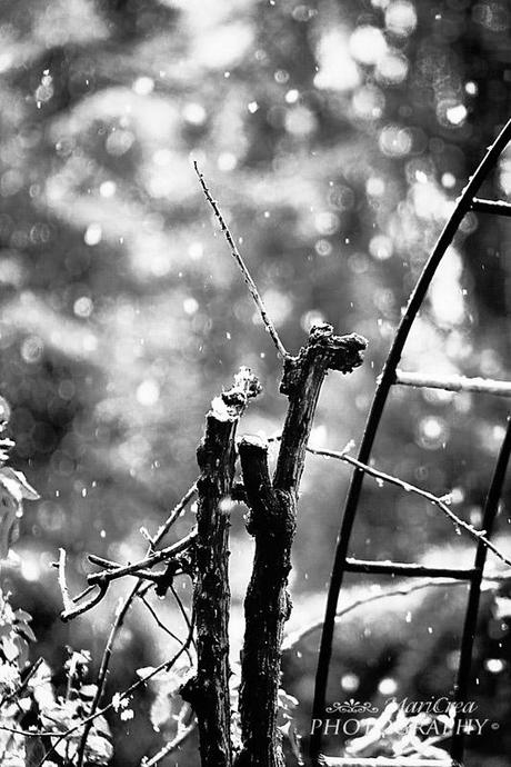 Nevicata di marzo Nevicata di marzo