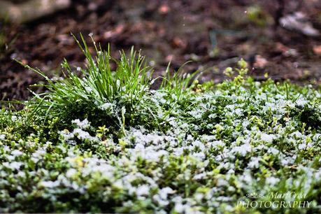 nevicata di marzo Nevicata di marzo
