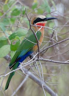 La corrente fangosa del Rufiji.