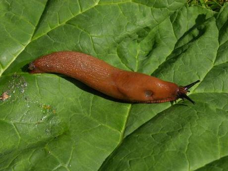 Specie invasive, un pericolo per la salute e la biodiversità