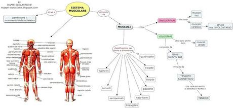 IL SISTEMA MUSCOLARE