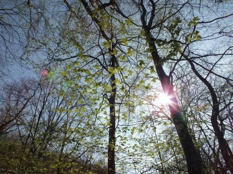 Prodigi della primavera DSCF0431