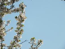 Prodigi della primavera DSCF0311