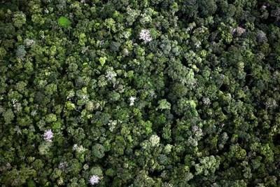 Una veduta aerea della foresta di Santarem in Amazzonia