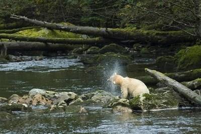 Un orso in una foresta del Canada