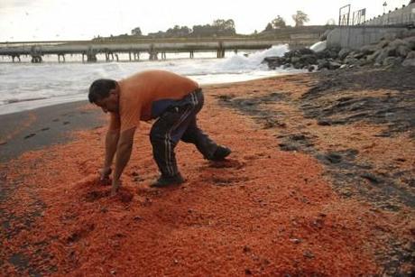 Gamberetti morti sulla spiaggia di Coronel Town in Cile