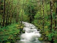 In Italia vincolo idrogeologico per l'80% delle foreste