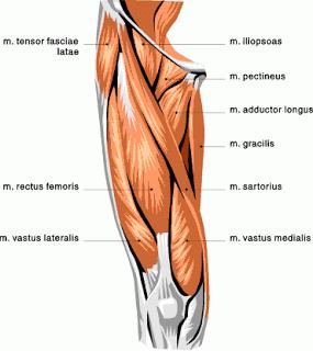 Posturologia: Test di Thomas e Valutazione dei Muscoli Flessori dell'Anca