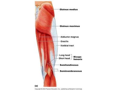 Postura: Test Estensori dell'Anca ed Esame Dei Muscoli Ischiocrurali