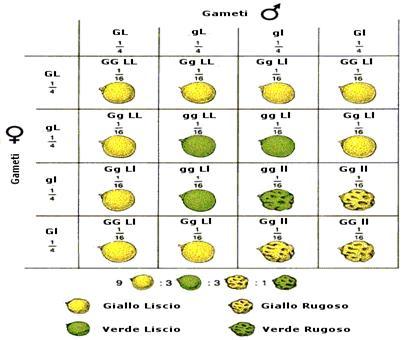 Il colore e la forma della zucca: due caratteri che seguono le leggi di Mendel