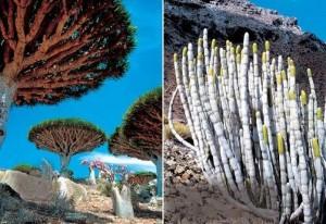 Socotra: le piante rare dell’isola dello Yemen