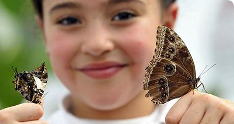 Quando la natura dà spettacolo:farfalle in mostra..