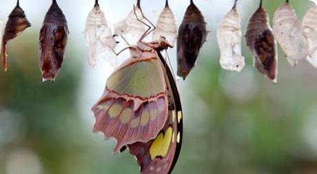 Quando la natura dà spettacolo:farfalle in mostra..